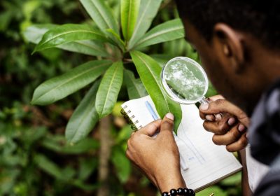 Biologist in a forest