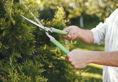 Man trimming bough of brush. Guy works in a backyard.